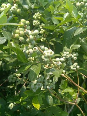 營養缽云雀藍莓苗品種介紹云雀藍莓苗幾月修剪