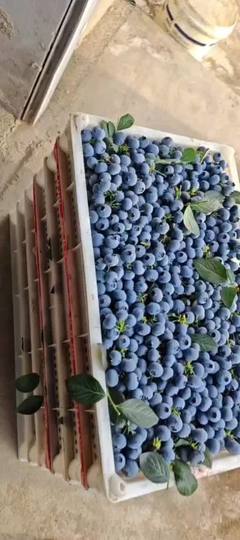 青島藍莓奧尼爾綠寶石云雀f6