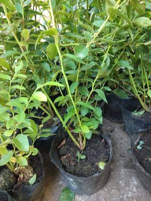 營養缽云雀藍莓苗品種介紹云雀藍莓苗幾月修剪
