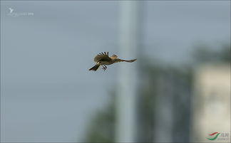 飛翔的云雀