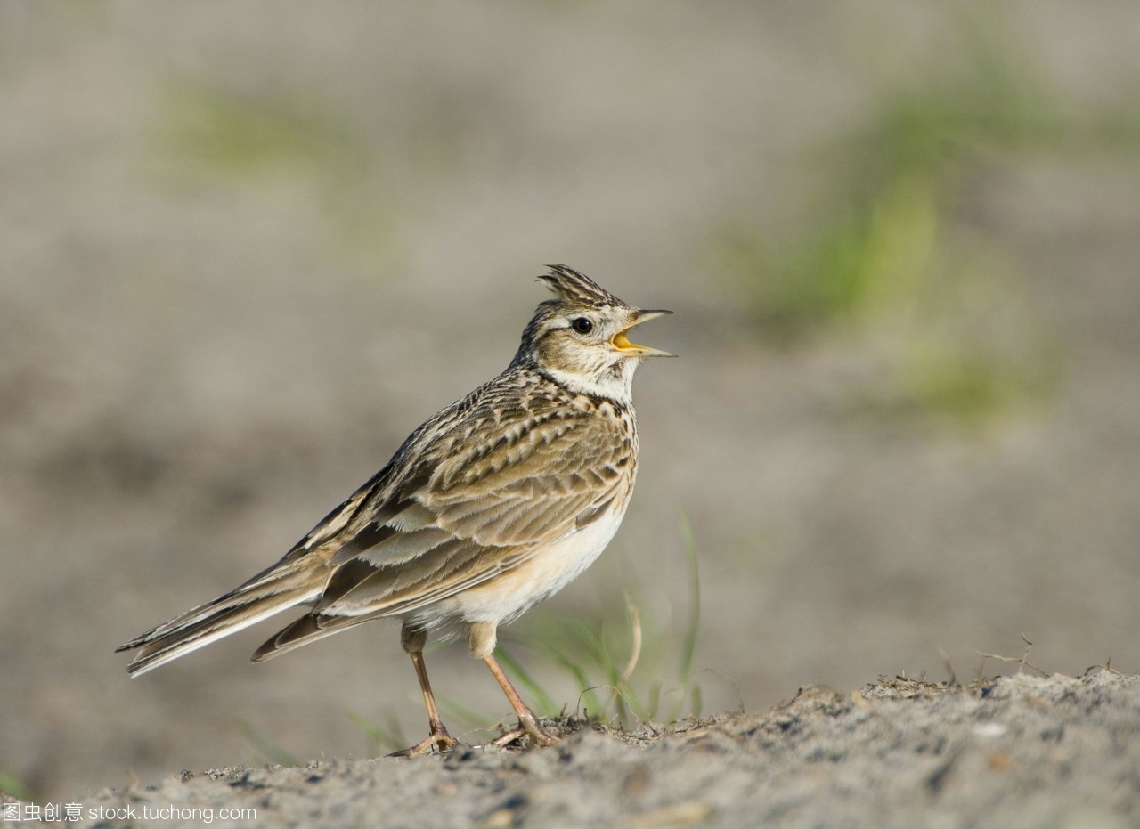 天空云雀aluna薄荷