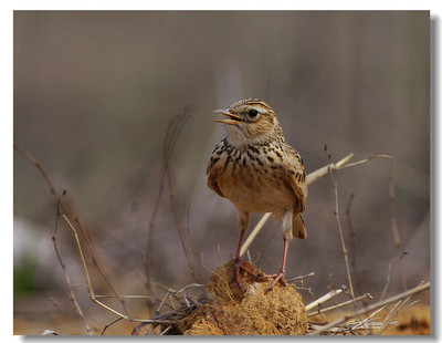 不知是否叫云雀