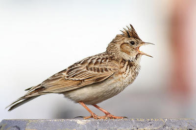 云雀的圖片的搜索結果_圖片