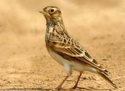 小云雀西北亞種(小云雀的亞種之一)