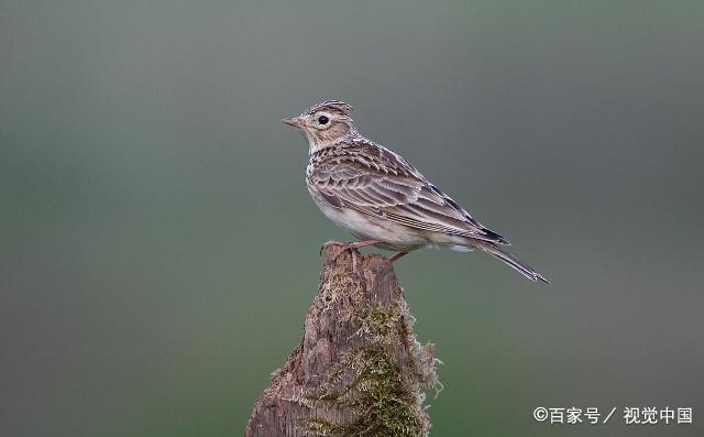 云雀雖然普通,但是發型帥極了,是麻雀的升級版