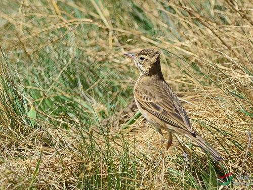 云雀和各類短趾百靈,怎樣辨識
