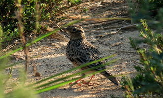 只差幾貼啦,云雀來賀喜. 福建版 fujian