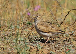 云雀和各類短趾百靈,怎樣辨識 bird identification
