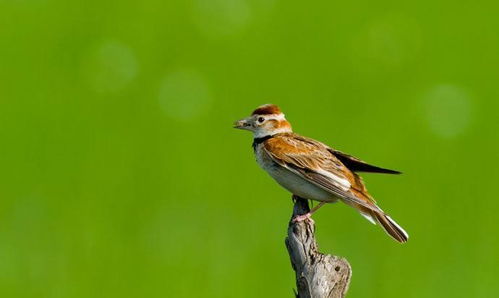 由于飛得很高,人們往往只聞其聲,不見其蹤