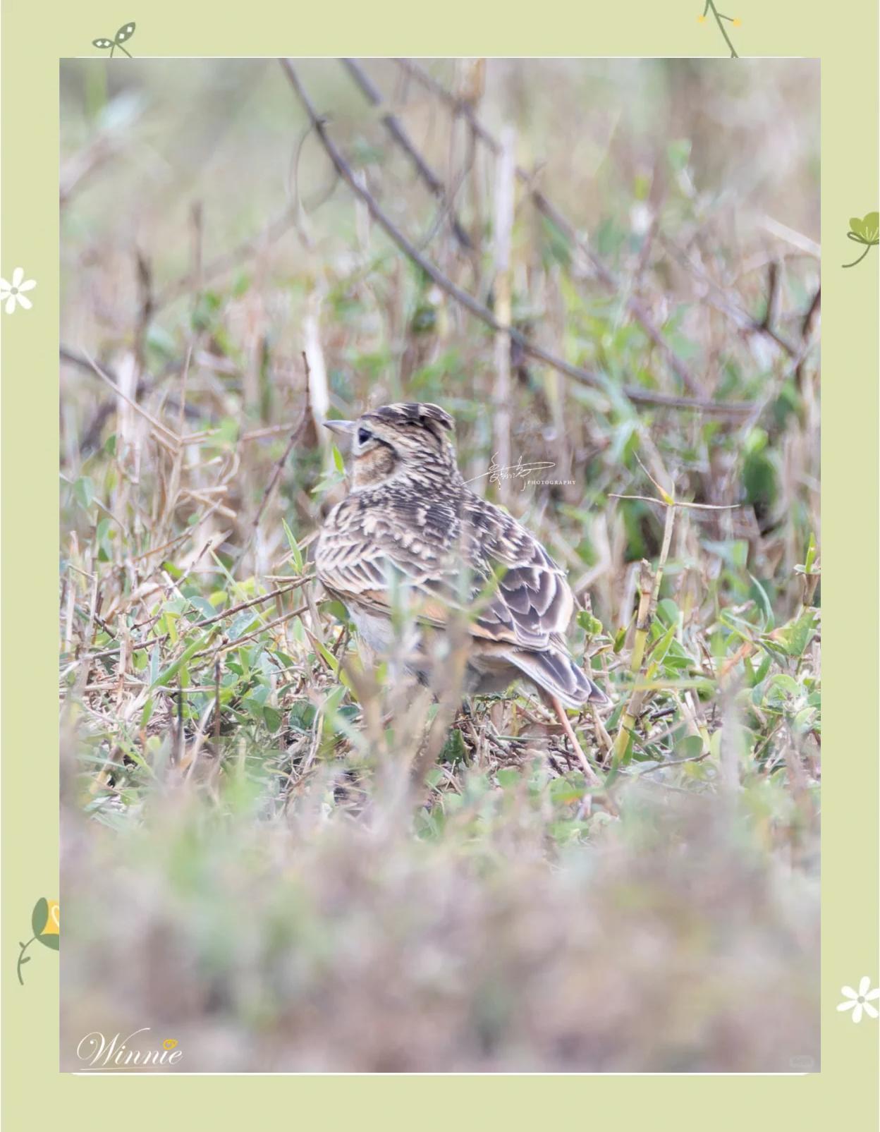 海南小云雀:牛糞旁的美麗歌唱家