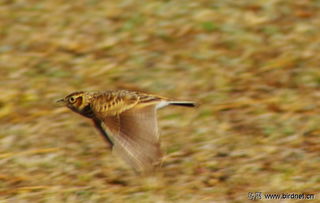 拉市海的云雀 hebei鳥網