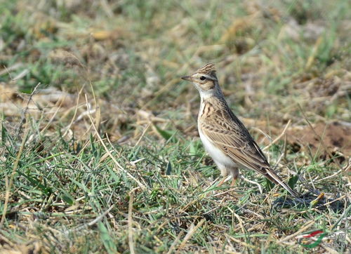 云雀和各類短趾百靈,怎樣辨識