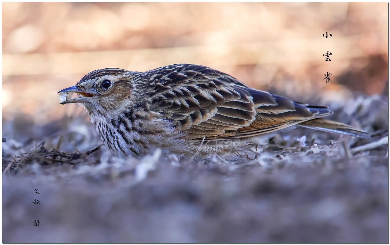 #睇靚雀# 小云雀雀形目百靈科云雀屬的一種小型鳴禽,體長約