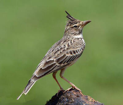 云雀屬資料大全_云雀屬圖片_云雀屬百科-動物小百科