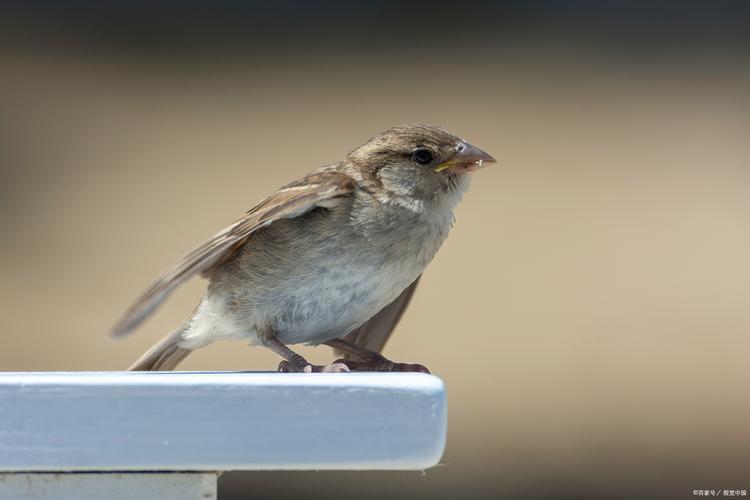 云雀 在萬里無云的碧空之上,一只云雀振翅高飛.它以那婉轉的歌聲,唱