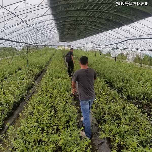 云雀藍莓苗特點有哪些,早熟品種的云雀藍莓樹苗