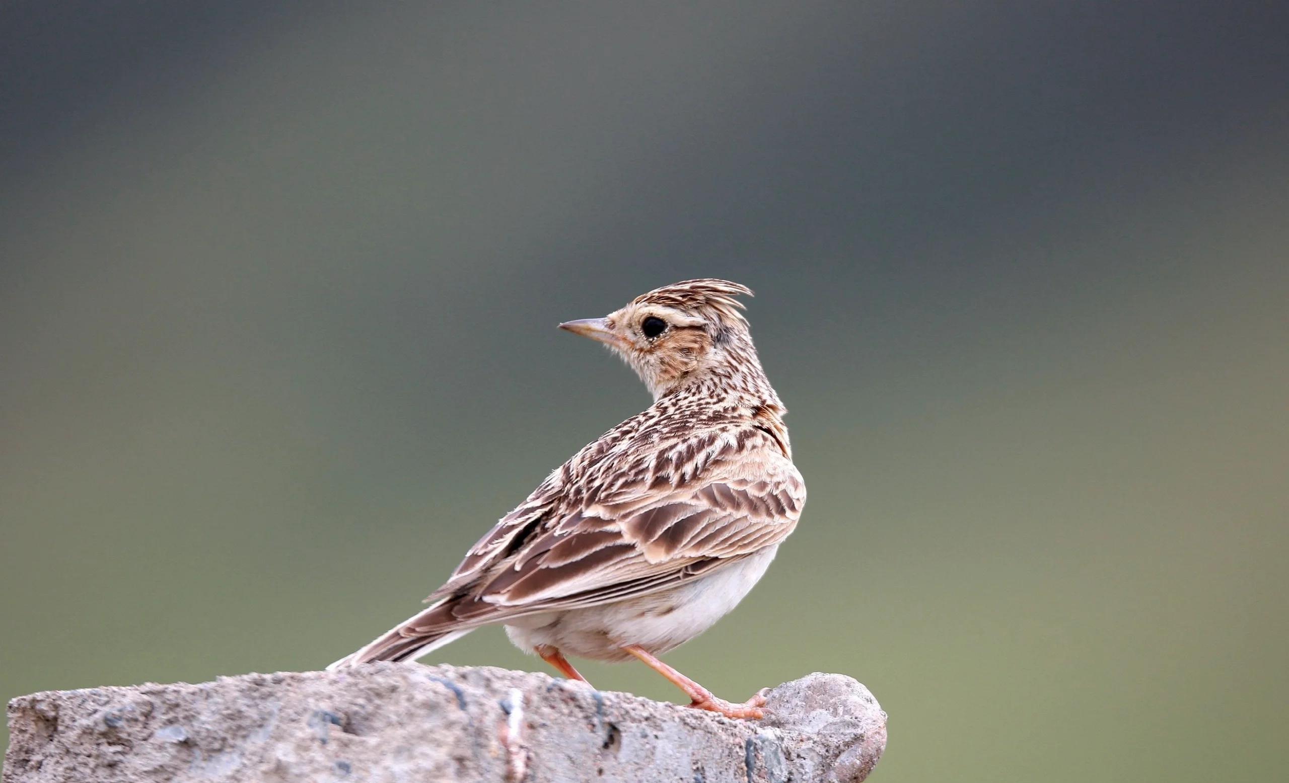 小云雀形態(tài)習(xí)性及繁殖特點