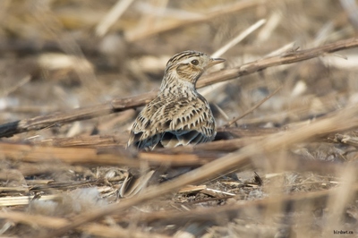 不老屯的百靈或云雀?