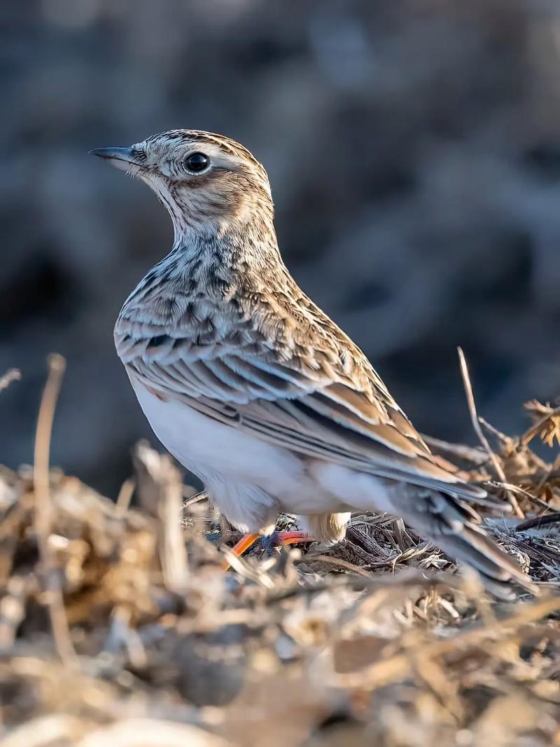 云雀 它是個癡情的歌者,用盡一生只為唱出最動聽的歌謠.#云
