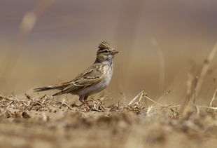 我愛小云雀 高清大圖