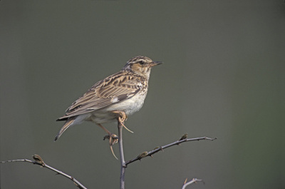 木材的云雀圖片-木材的云雀素材-木材的云雀插畫-攝圖新視界