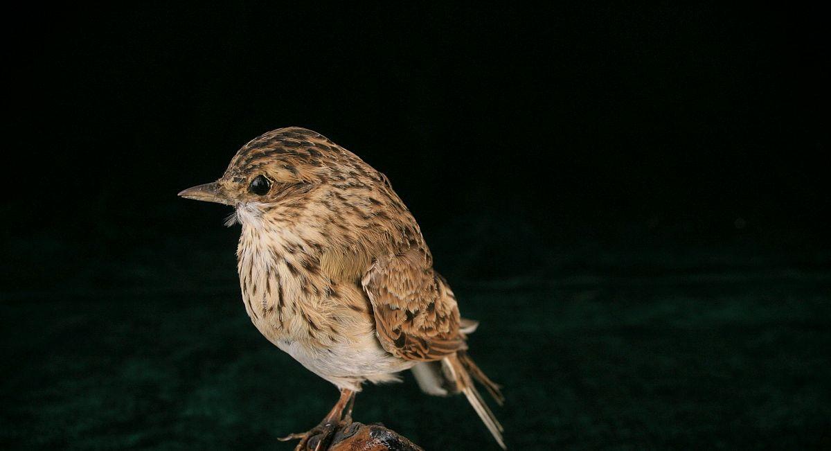 籠養(yǎng)鳥分為五大類