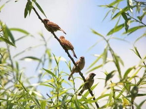 竹笛 此刻的我,側(cè)耳傾聽 云雀