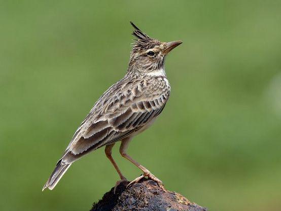 云雀之歌 草原上的天際精靈