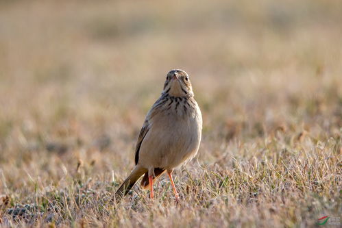 云雀與鳥網(wǎng) 自然與人類活動的沖突