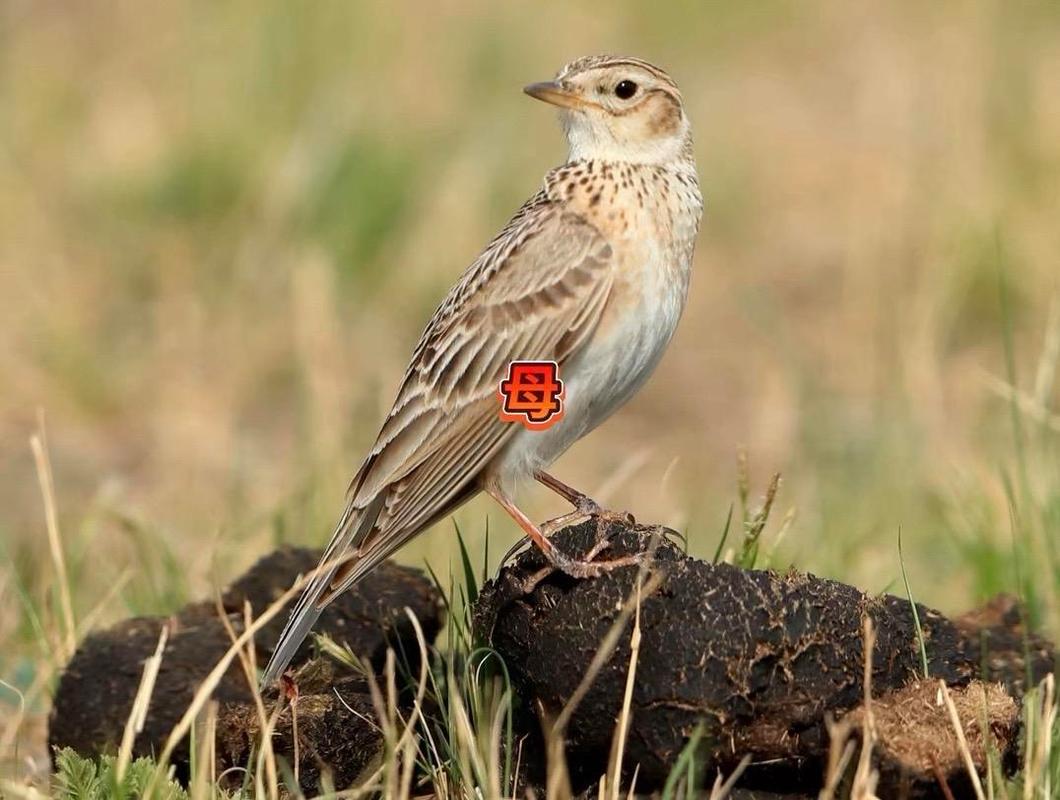 抖音上云雀 神秘母云雀的形態(tài)與魅力
