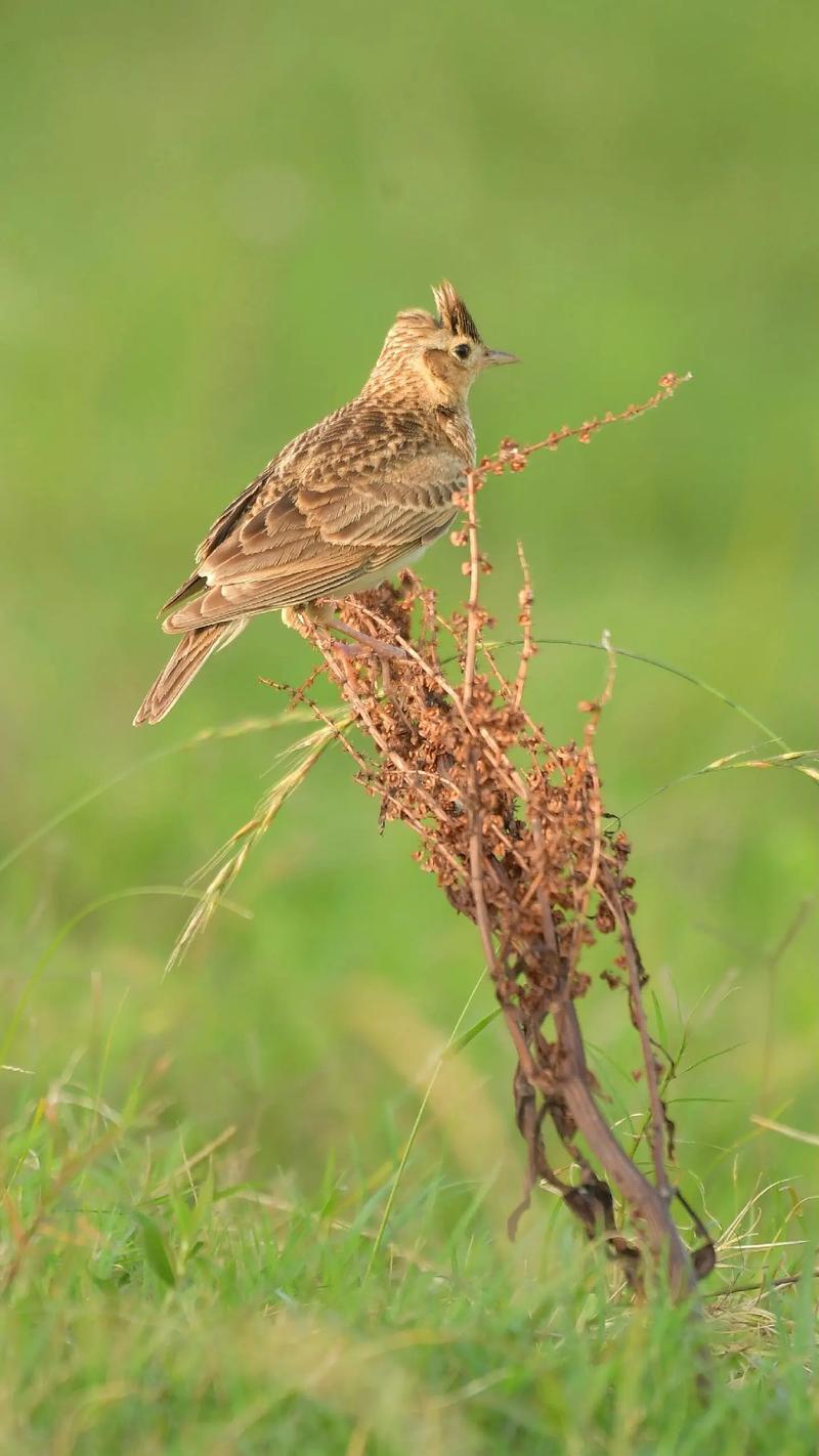 小云雀 在時(shí)光中歌唱的精靈