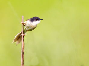 云雀、云雀與小焦鶯 天際的音符與生命的和弦